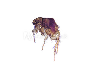 FLEA FLEA