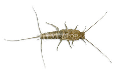 SILVERFISH SILVERFISH