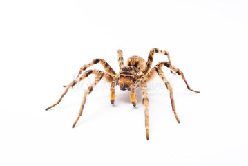 SPIDERS SPIDERS