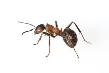 ants ants