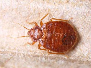 bedbug bedbug