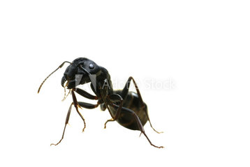 carpenterant carpenterant