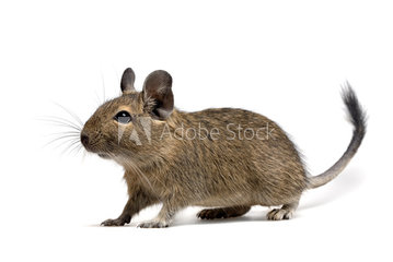 gopher gopher