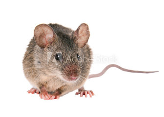 mice mice