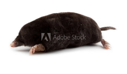mole mole