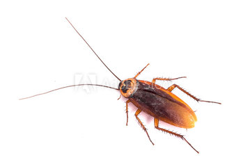 roach roach