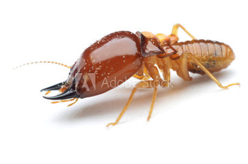 termites termites